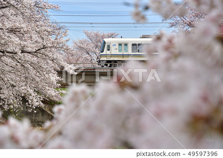 櫻花和221系列火車 櫻花和221系列火車 49597396