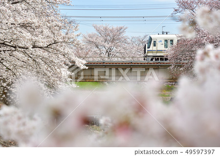 櫻花和221系列火車 49597397