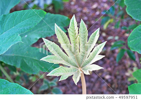 Kamiyatsude with large leaves 49597951