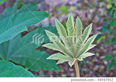 Kamiyatsude with large leaves Kamiyatsude with large leaves 49597952