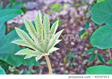Kamiyatsude with large leaves 49597953