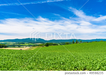 "Hokkaido" summer sky and rural scenery, Kamifurano "Hokkaido" summer sky and rural scenery, Kamifurano 49598235