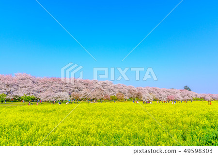 Sakon Gongen道場“櫻花，油菜花和藍天” 49598303