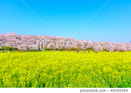 Sakon Gongen道場“櫻花，油菜花和藍天” 49598304