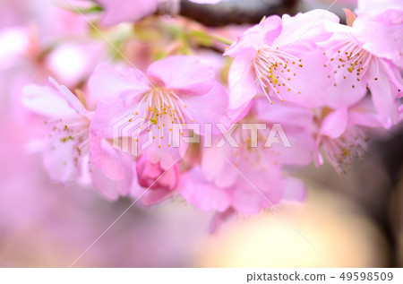 Kawazuzakura 49598509