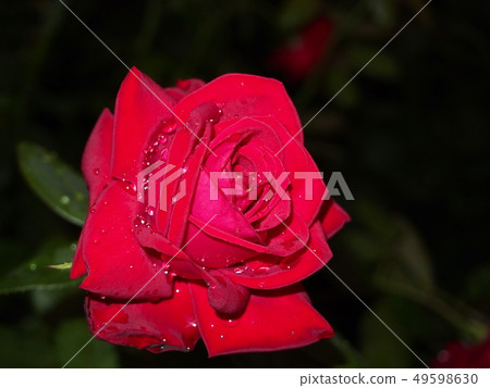 rose rose 49598630