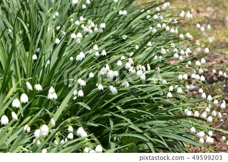 Flower Park Gangnam flowers shine in the blue sky of spring Flower Park Gangnam flowers shine in the blue sky of spring 49599203