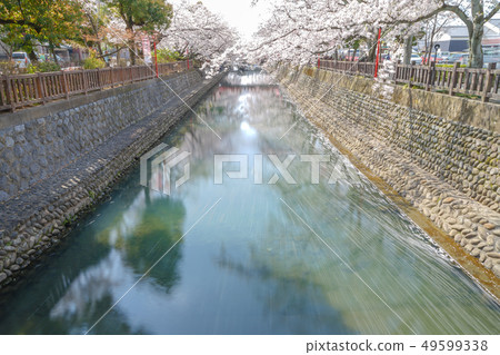 Spring Festival 93 49599338