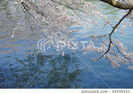 Spring Festival 69 49599341