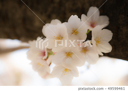 Cherry blossom 1483 49599461