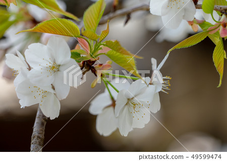 Cherry blossoms 1349 49599474