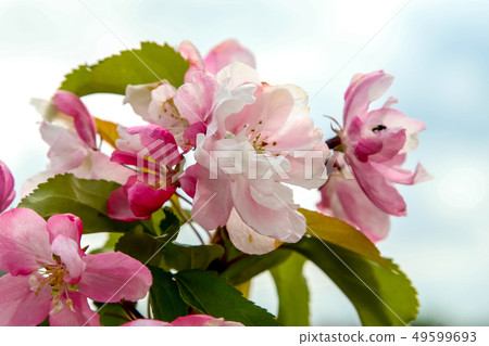 Apple tree flowers in spring season. Apple tree flowers in spring season. 49599693
