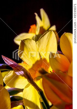 Yellow daffodil flowers on dark background. 49599871