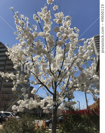 Cherry Blossoms Cherry Blossoms 49600119