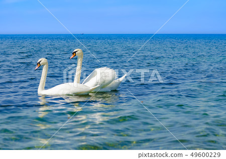 Two White Swans on the Black sea. Two White Swans on the Black sea. 49600229
