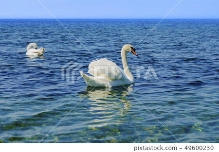 Two White Swans on the Black sea. Two White Swans on the Black sea. 49600230