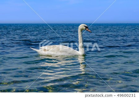 White Swan on the Black sea. White Swan on the Black sea. 49600231