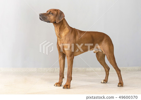 Rhodesian Ridgeback Shorthair Hound Dog standing 49600370