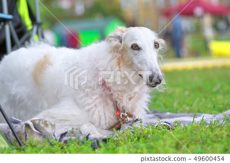 Greyhounds white dog lies on the grass and looks Greyhounds white dog lies on the grass and looks 49600454