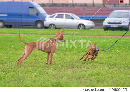 Two pharaoh dogs playing against the background of Two pharaoh dogs playing against the background of 49600455