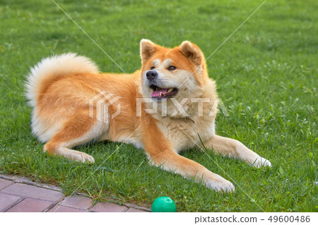 Dog Laika llies on the green grass close-up Dog Laika llies on the green grass close-up 49600486