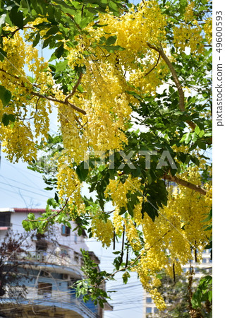 Phnom Penh Golden Shower Phnom Penh Golden Shower 49600593