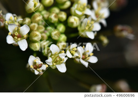 Nazna (Penpen grass) 49600696