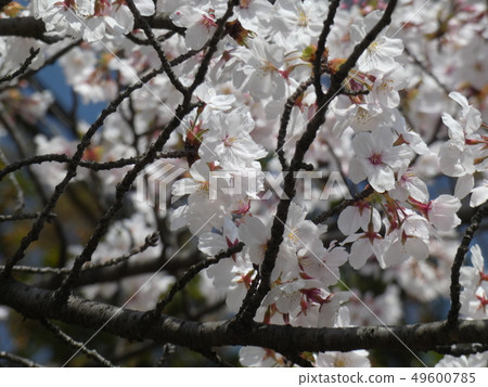 Kashimori Shrine [Hamada Castle]三重縣四日市市 49600785