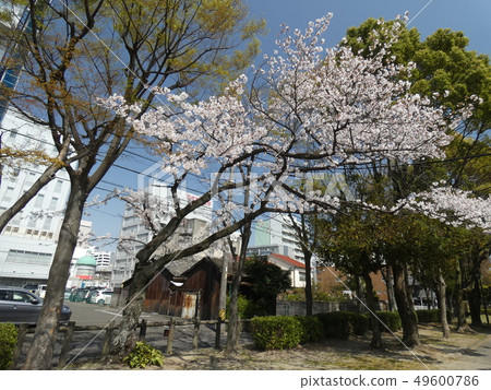 Kashimori Shrine [Hamada Castle] Mie Prefecture Yokkaichi City 49600786