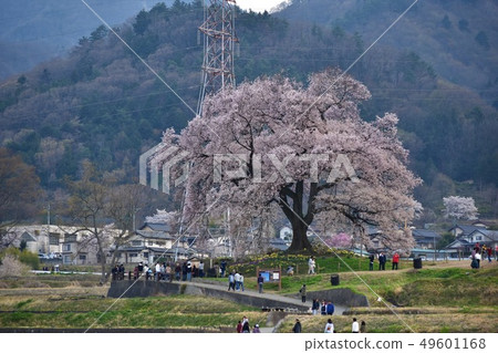 Cherry blossoms at Mizuka Cherry blossoms at Mizuka 49601168
