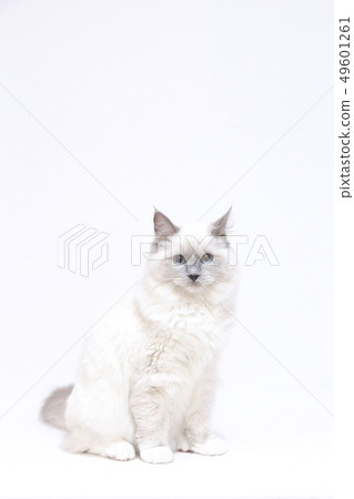 A white cat standing upright A white cat standing upright 49601261