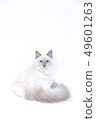 Mofumo Funa白貓 49601263