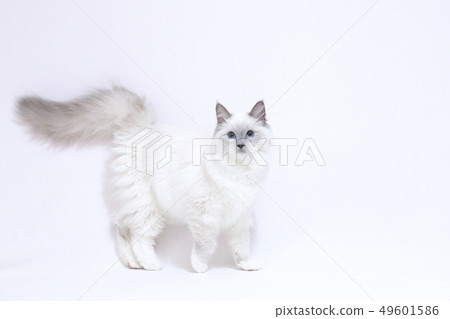 White cat walking 49601586