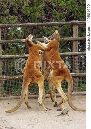 Kangaroo Battle 3 49601690