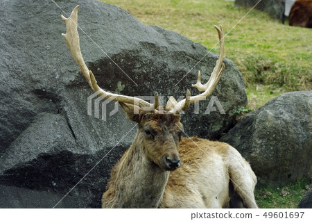 Pharaoh deer 2 49601697