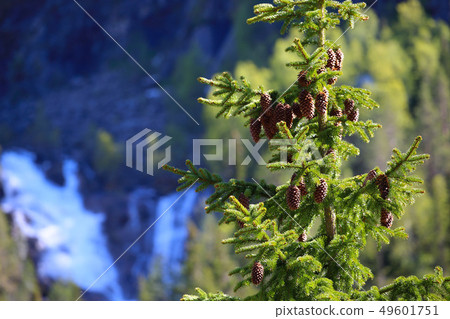 Fir tree with cones 49601751