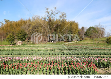 Spring scenery of Bami hilly park 49602056