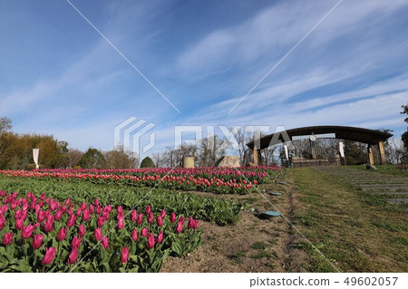 Spring scenery of Bami hilly park 49602057