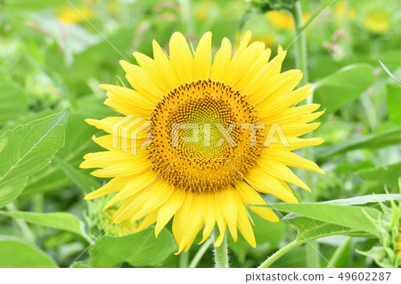 Photograph taken of sunflower sunflower yellow flowers (head flower) in closeup Photograph taken of sunflower sunflower yellow flowers (head flower) in closeup 49602287