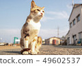 Cat that seems to be in advertisement 49602537