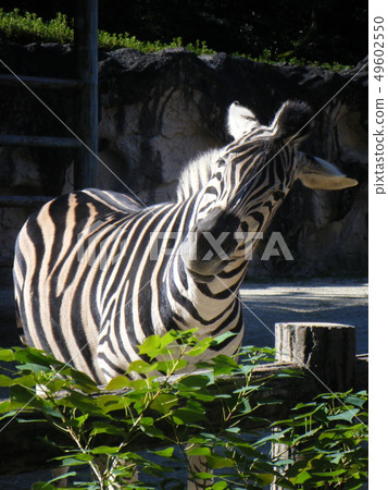 Zebra that leans its neck Zebra that leans its neck 49602550