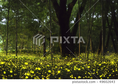 [Summer image] The dance of Himebotaru 49602643