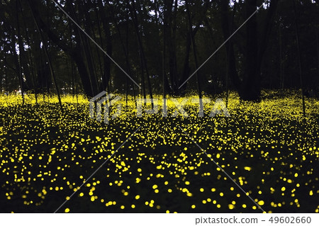 [夏天的形象] Himebotaru的舞蹈 49602660