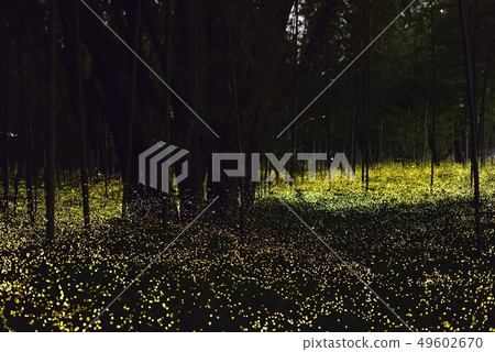 [夏天的形象] Himebotaru的舞蹈 49602670