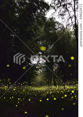 [夏天的形象] Himebotaru的舞蹈 49602671