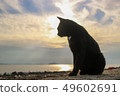 Black cat and twilight 49602691