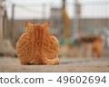 Sad back 49602694