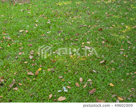leaves on grass in sunny morning light. leaves on grass in sunny morning light. 49602809