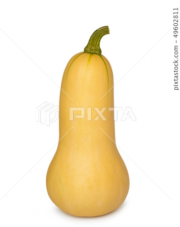 Fresh Butternut Pumpkin on white background. Fresh Butternut Pumpkin on white background. 49602811