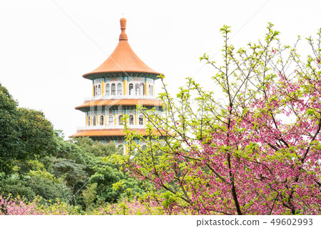 temple, temples, cherry blossom 49602993